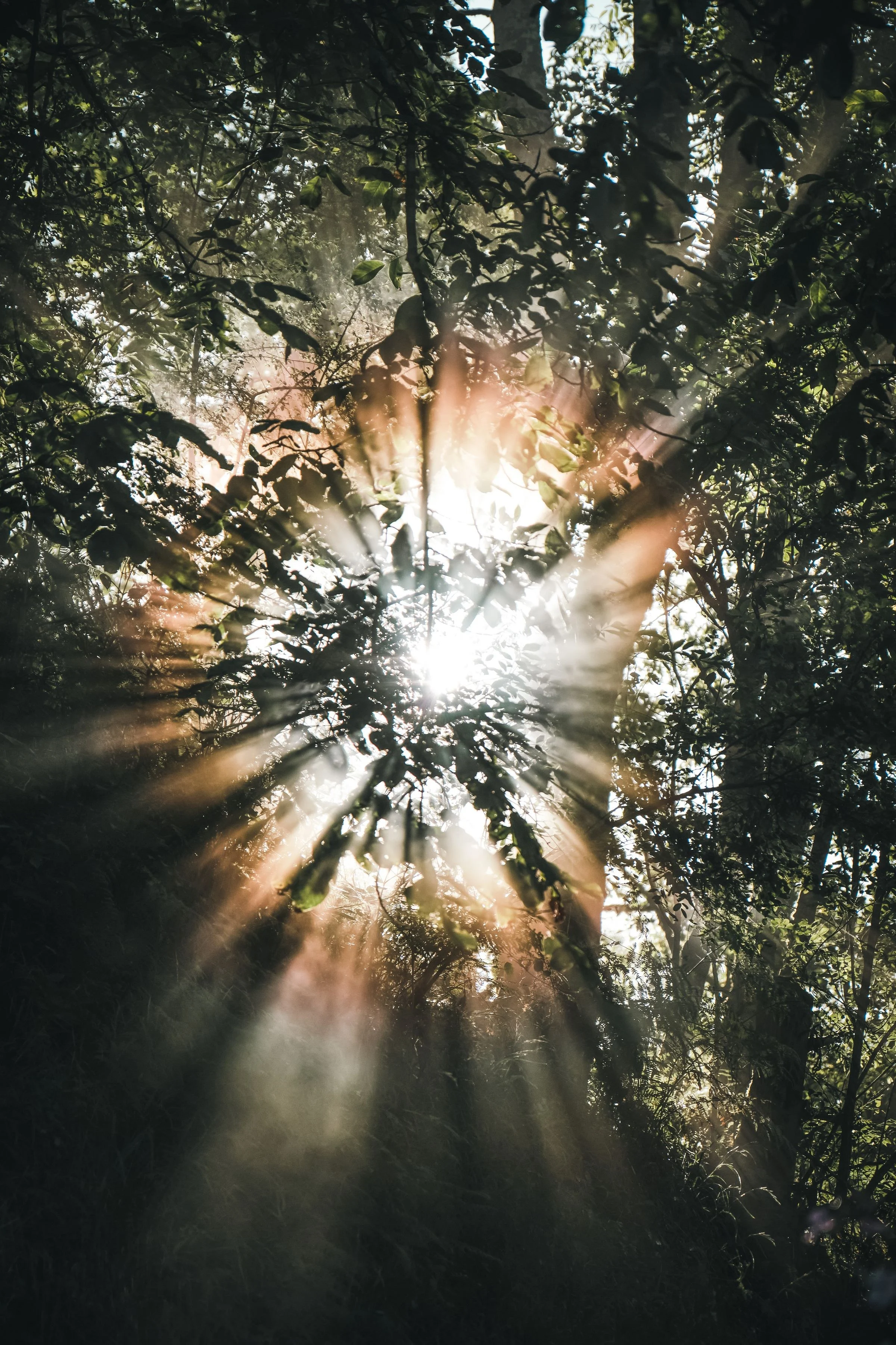Raios de sol atravessando as copas de uma floresta